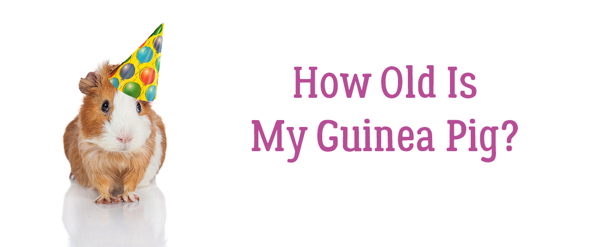 Guinea Pig Age is Important. How Old is Mine?